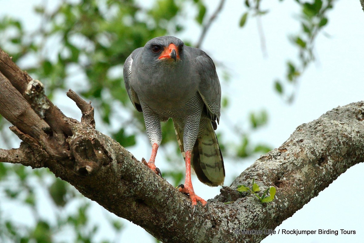 Dark Chanting-Goshawk - ML206150631