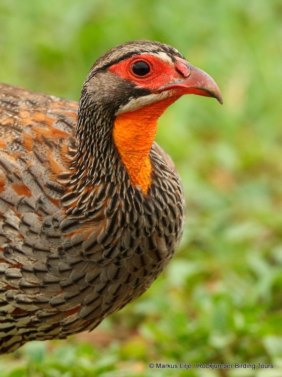 Gray-breasted Spurfowl - ML206150811