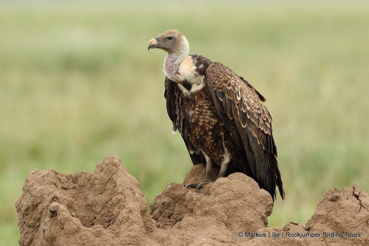 Rüppell's Griffon - Markus Lilje