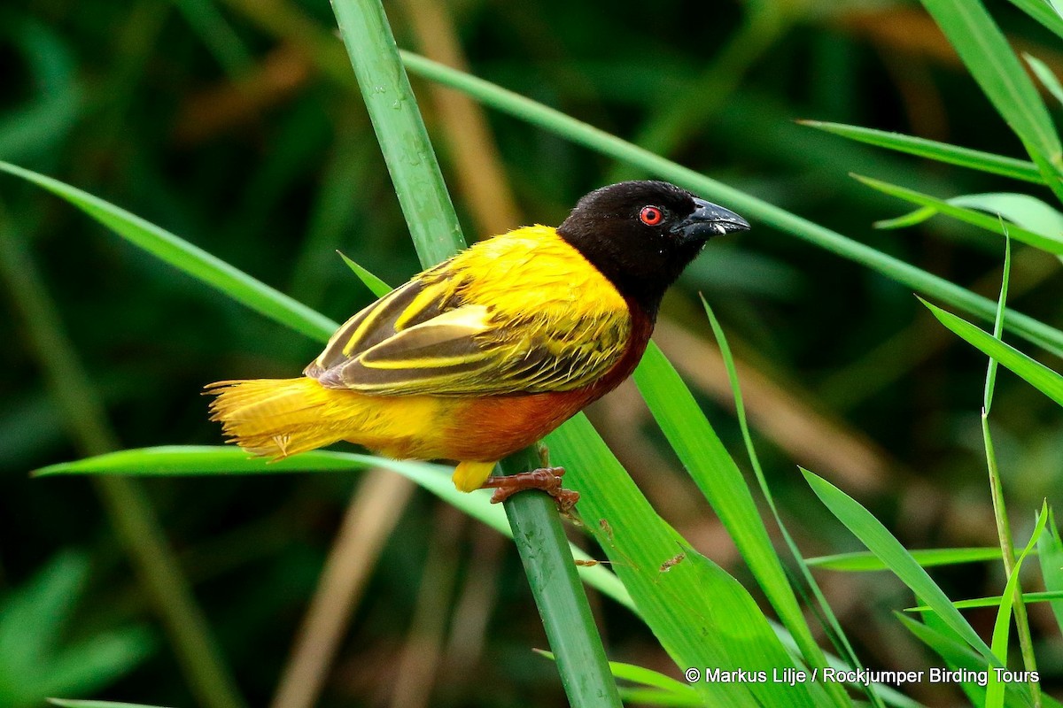 Golden-backed Weaver - ML206151011