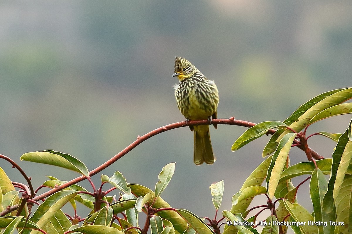 Striated Bulbul - ML206151101