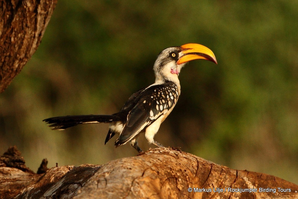 Eastern Yellow-billed Hornbill - ML206151151