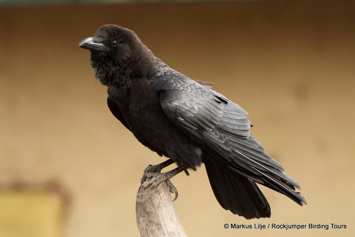 Somali Crow - ML206151301