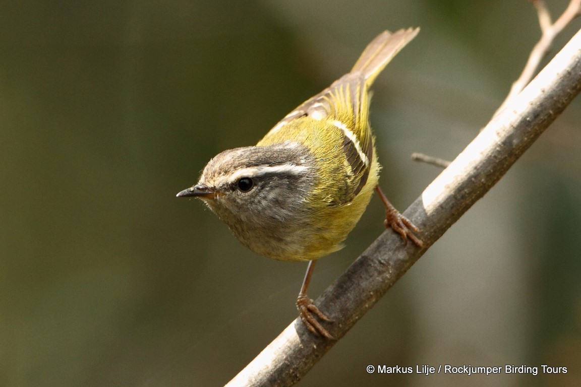 Ashy-throated Warbler - Markus Lilje