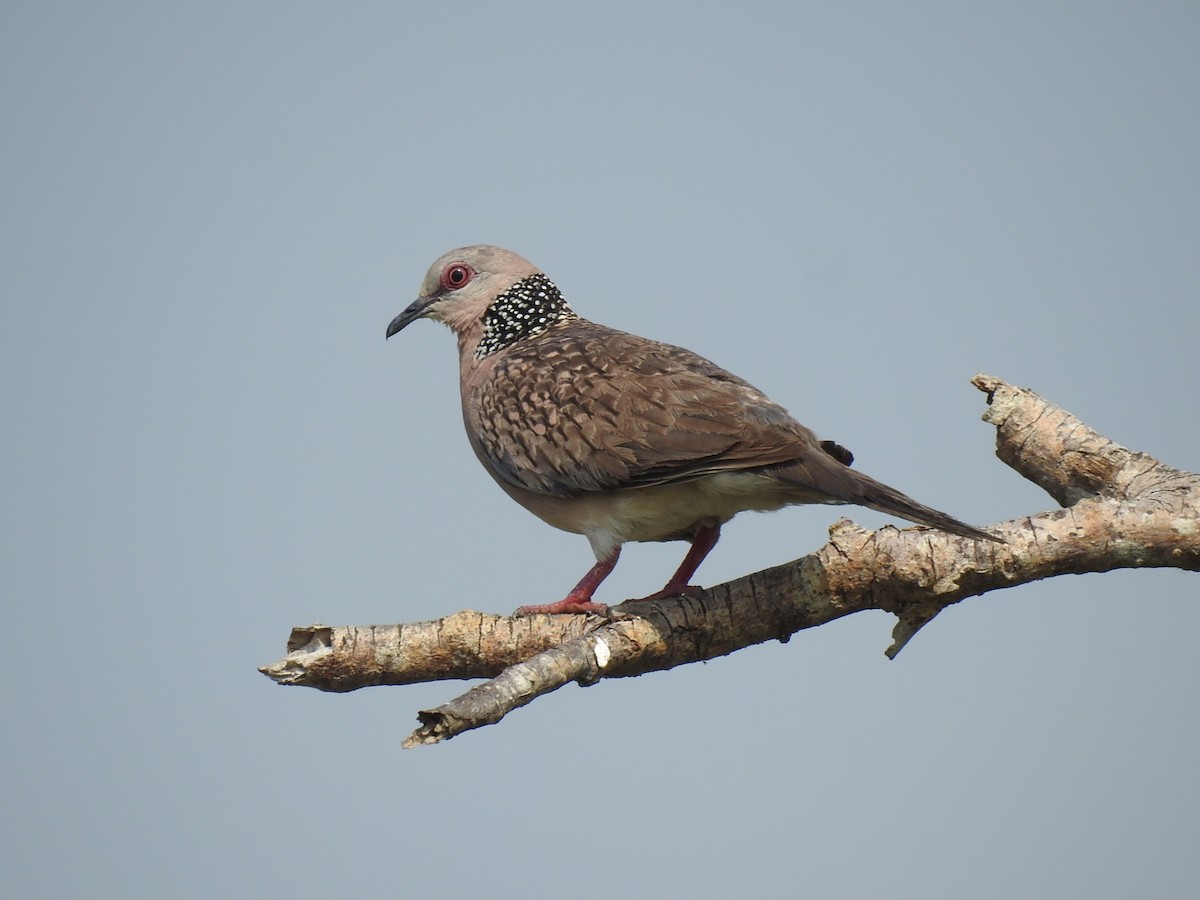 Spotted Dove (Western) - ML206152131