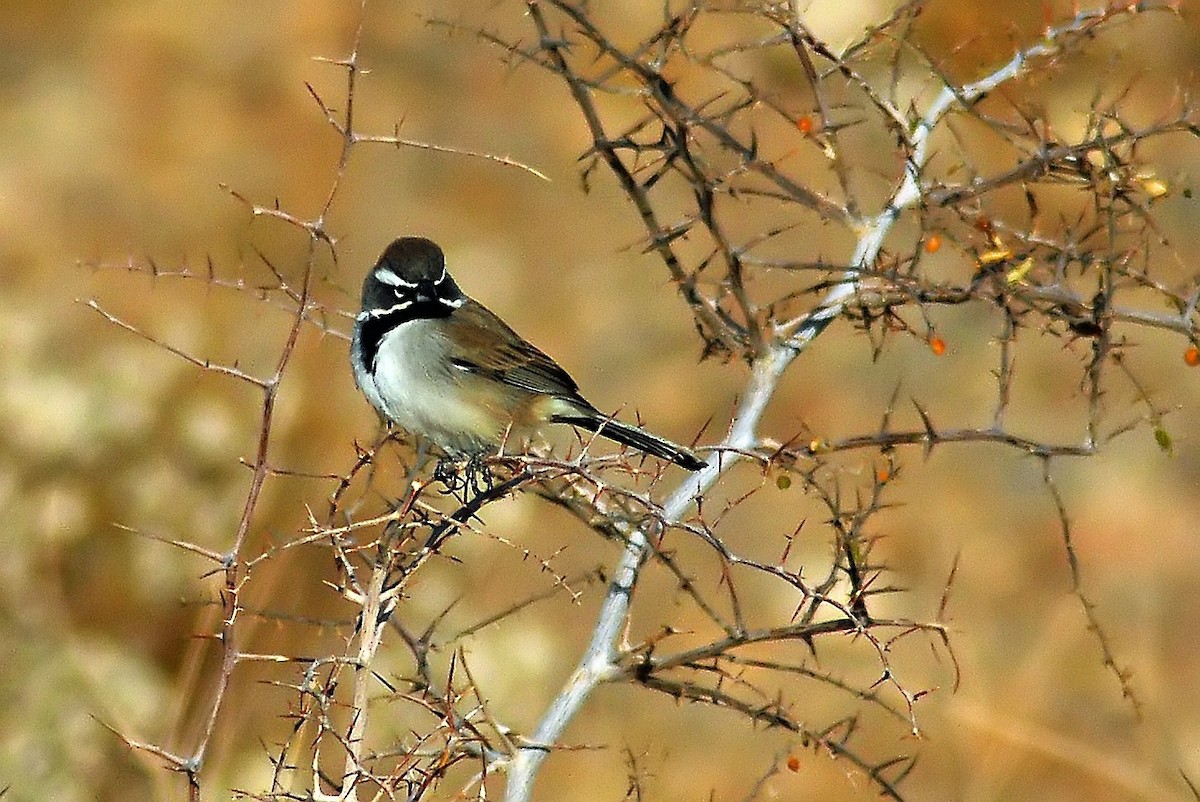 Black-throated Sparrow - ML206152411