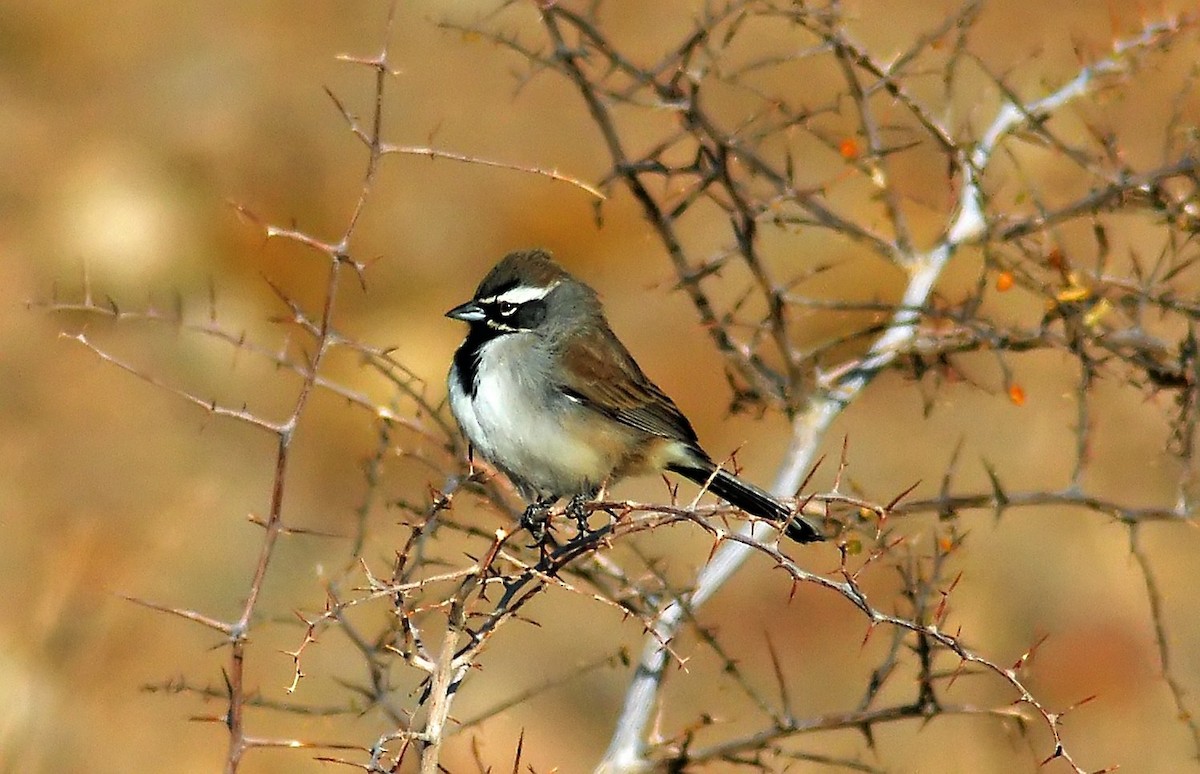 Black-throated Sparrow - ML206152421