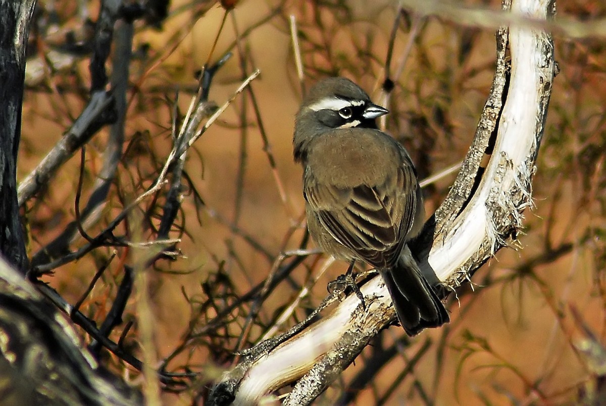 Black-throated Sparrow - ML206152431