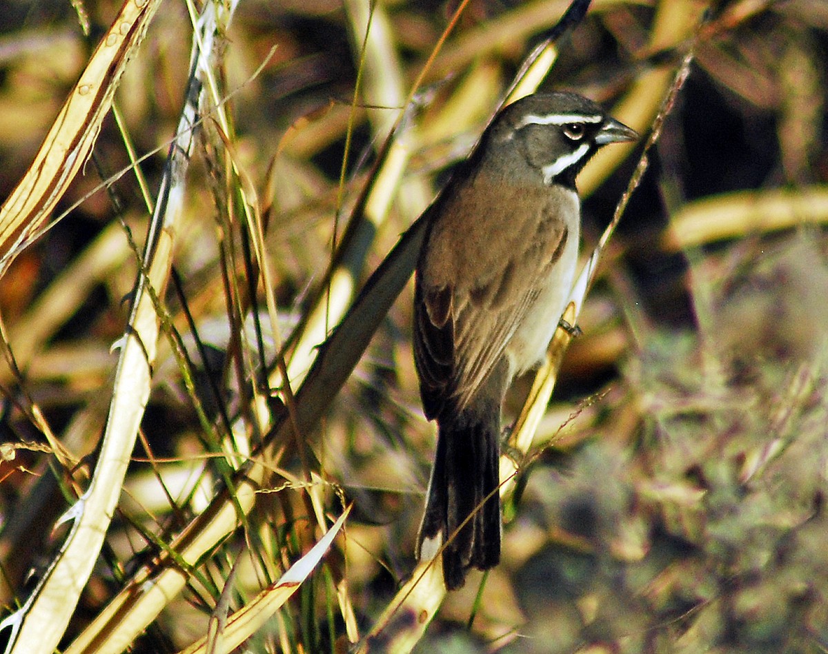 Black-throated Sparrow - ML206152671