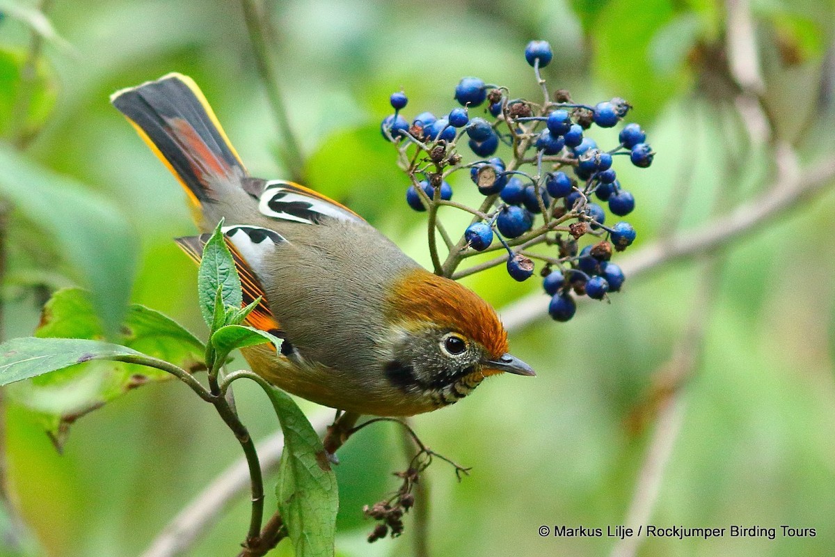 Chestnut-tailed Minla - ML206152931