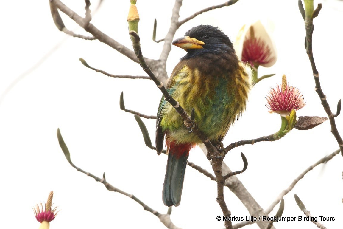 Great Barbet - ML206153191