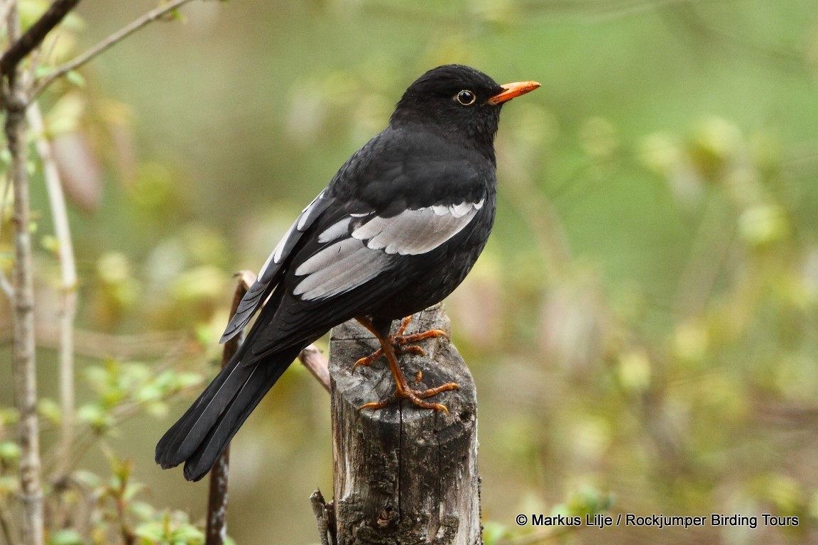 Gray-winged Blackbird - ML206153271