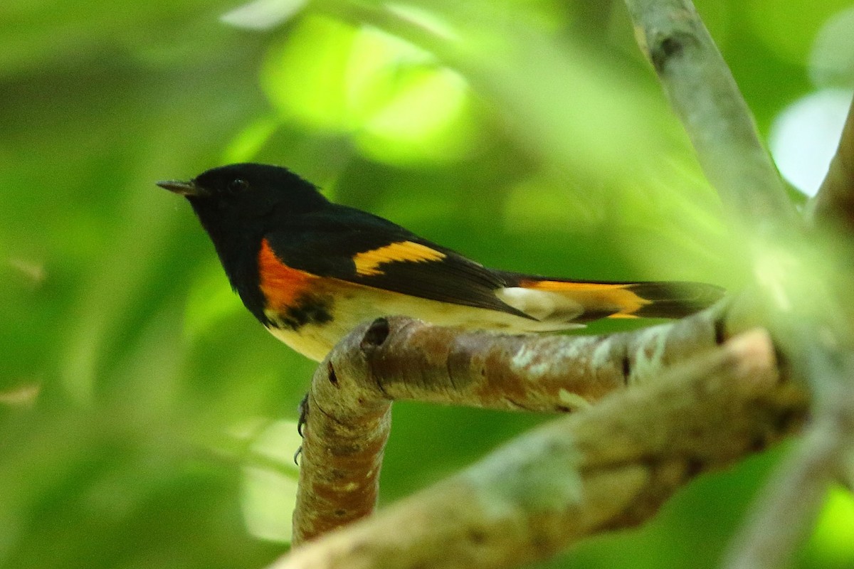 American Redstart - ML206153431