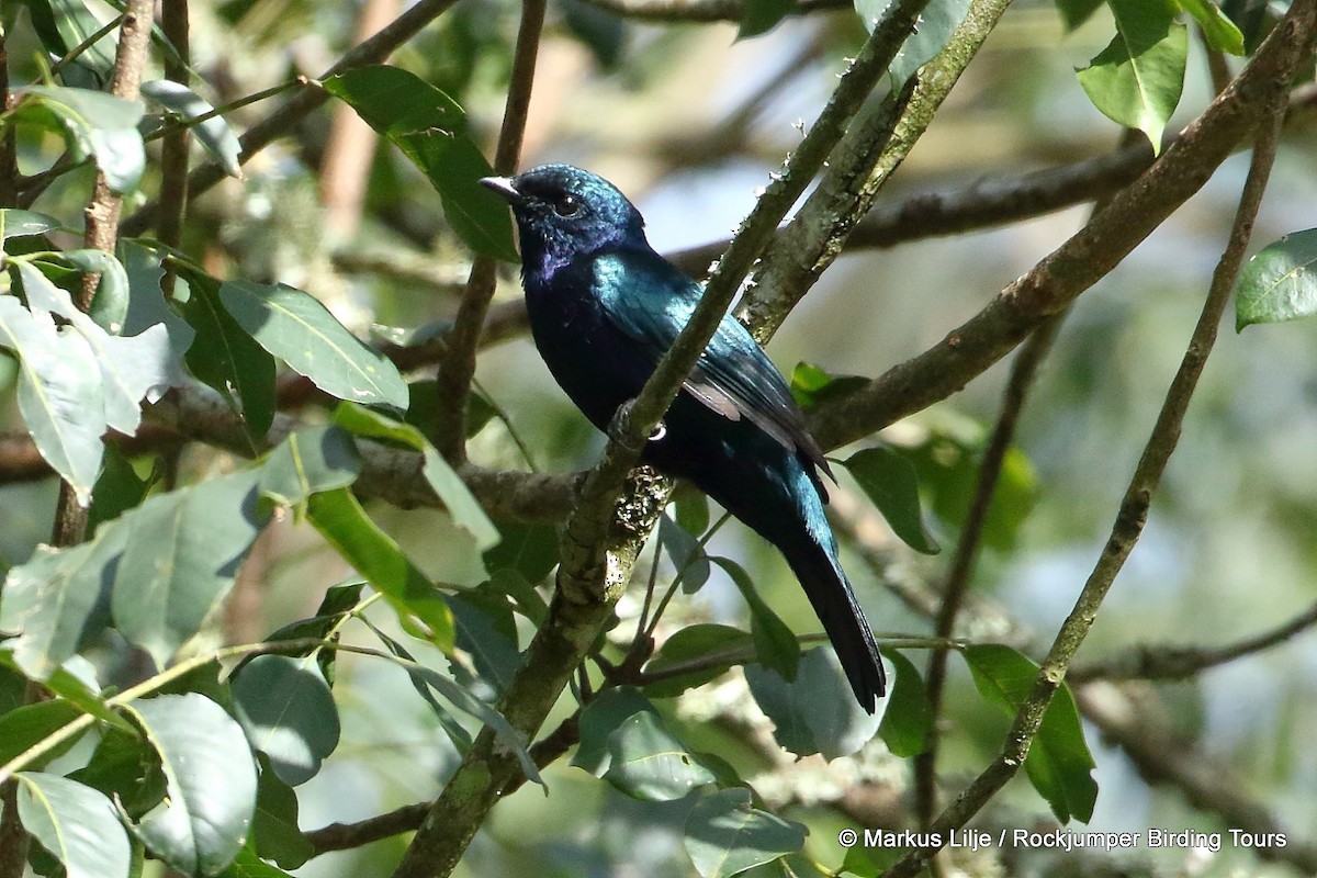 Purple-throated Cuckooshrike - ML206153681