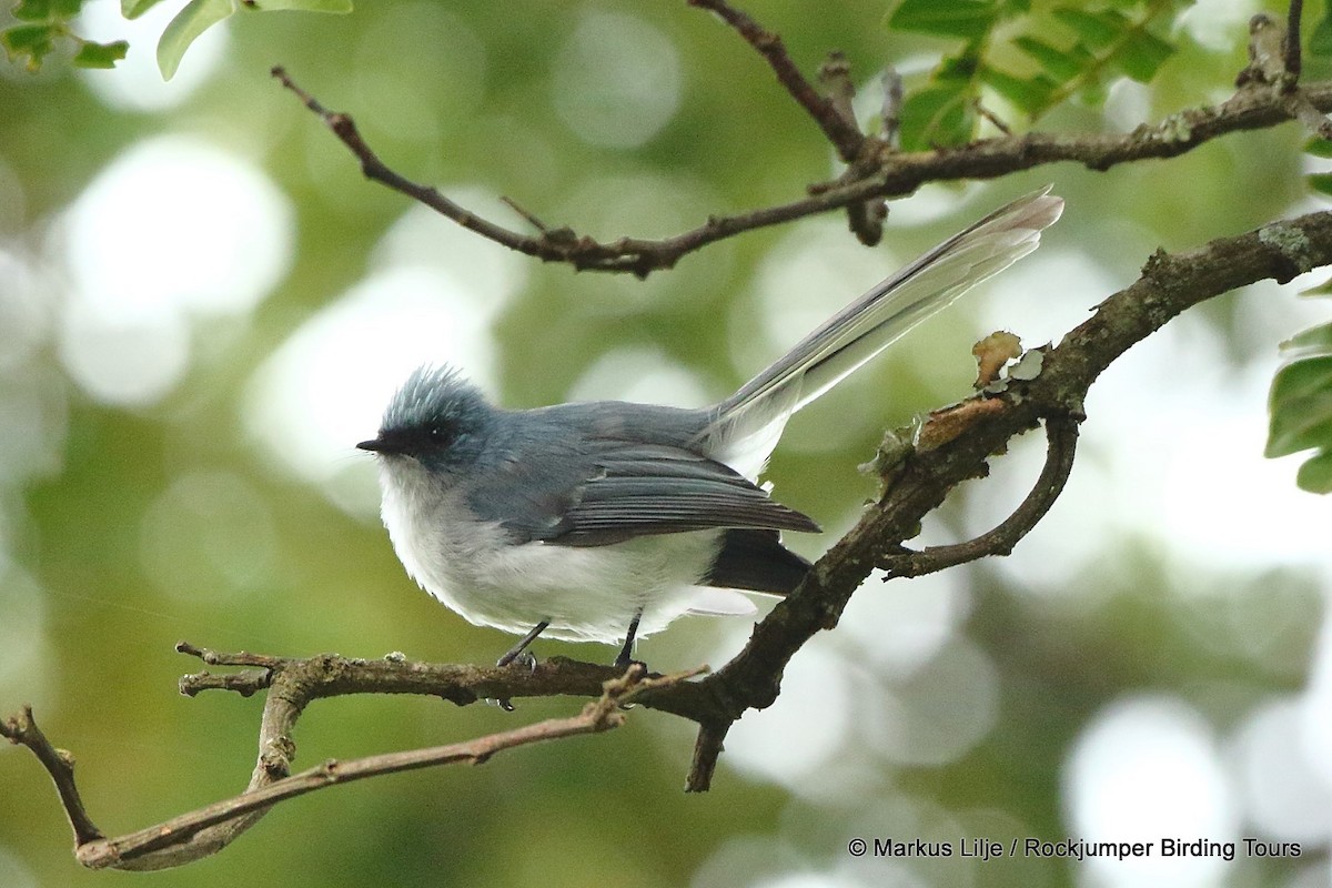 White-tailed Blue Flycatcher - Markus Lilje