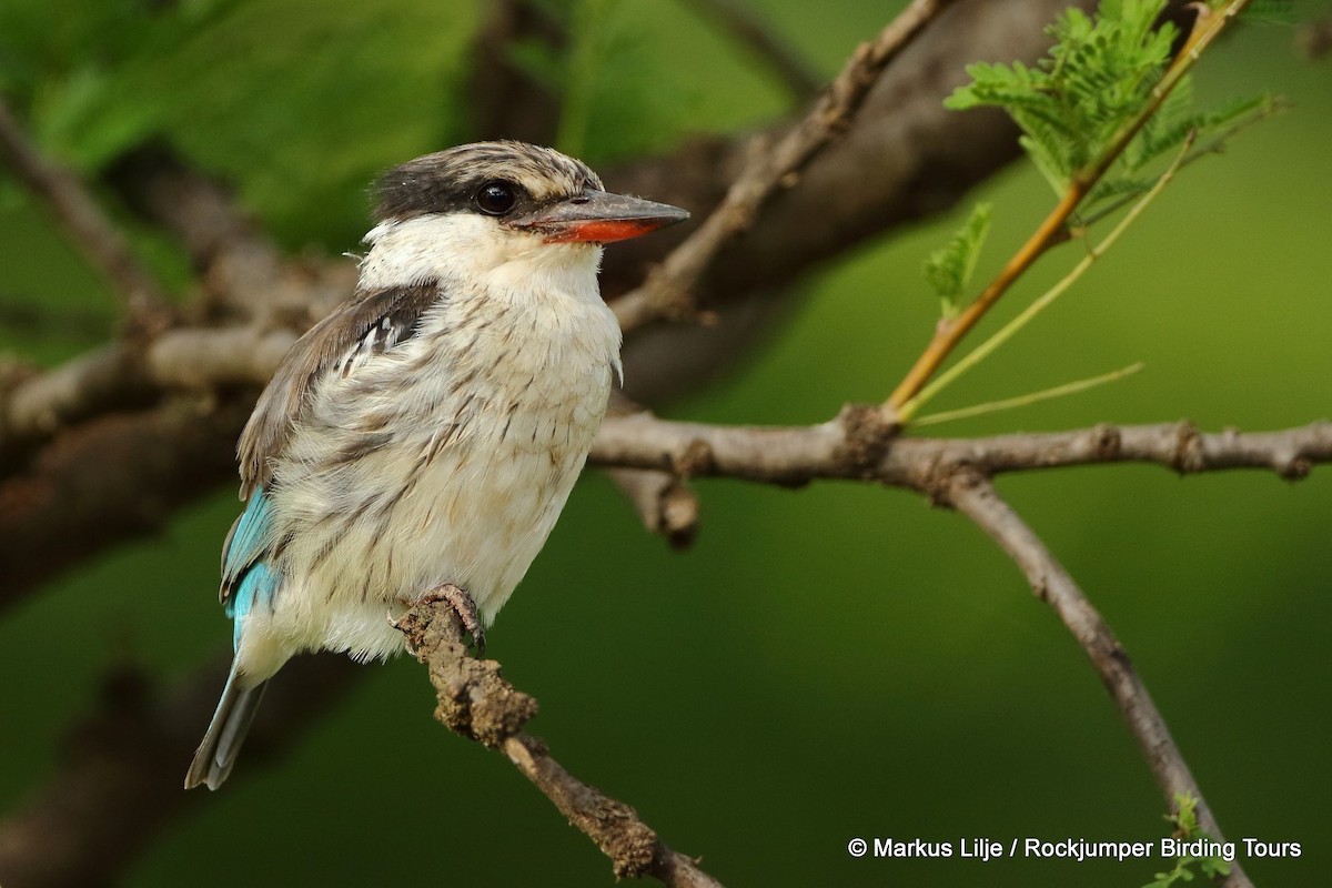 Striped Kingfisher - ML206153781