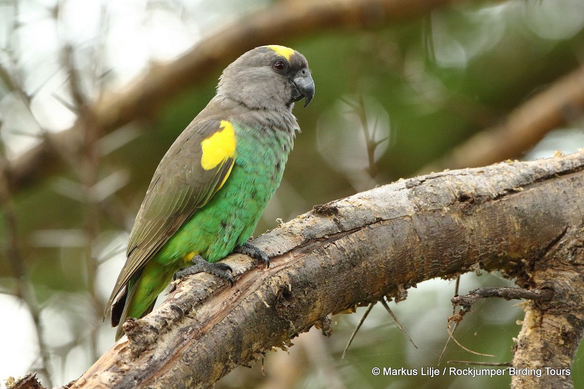 Meyer's Parrot - ML206153831