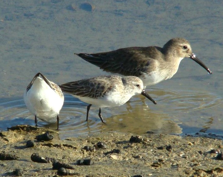 Bergstrandläufer - ML206153971