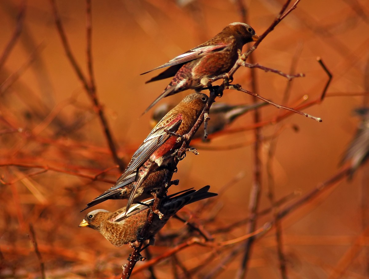 Brown-capped Rosy-Finch - Mike Ross