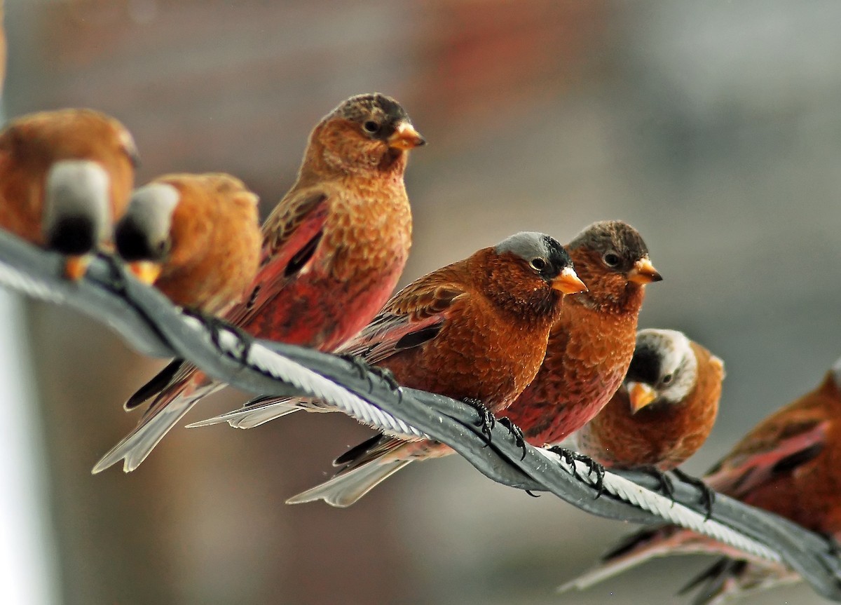 Brown-capped Rosy-Finch - ML206154791