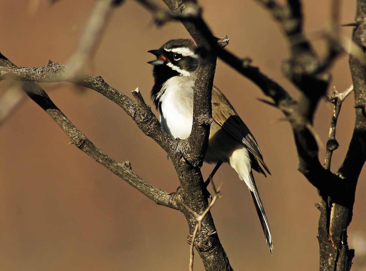 Black-throated Sparrow - ML206154861
