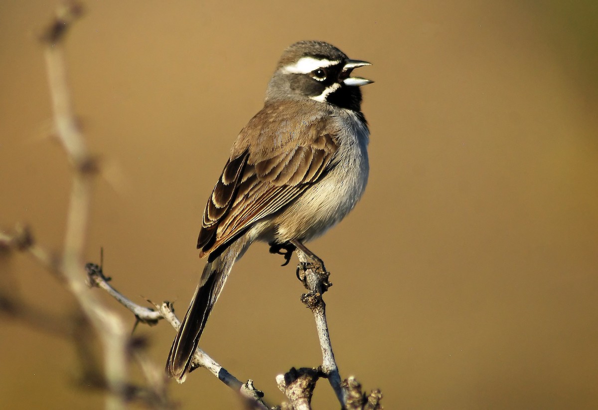 Black-throated Sparrow - ML206154871