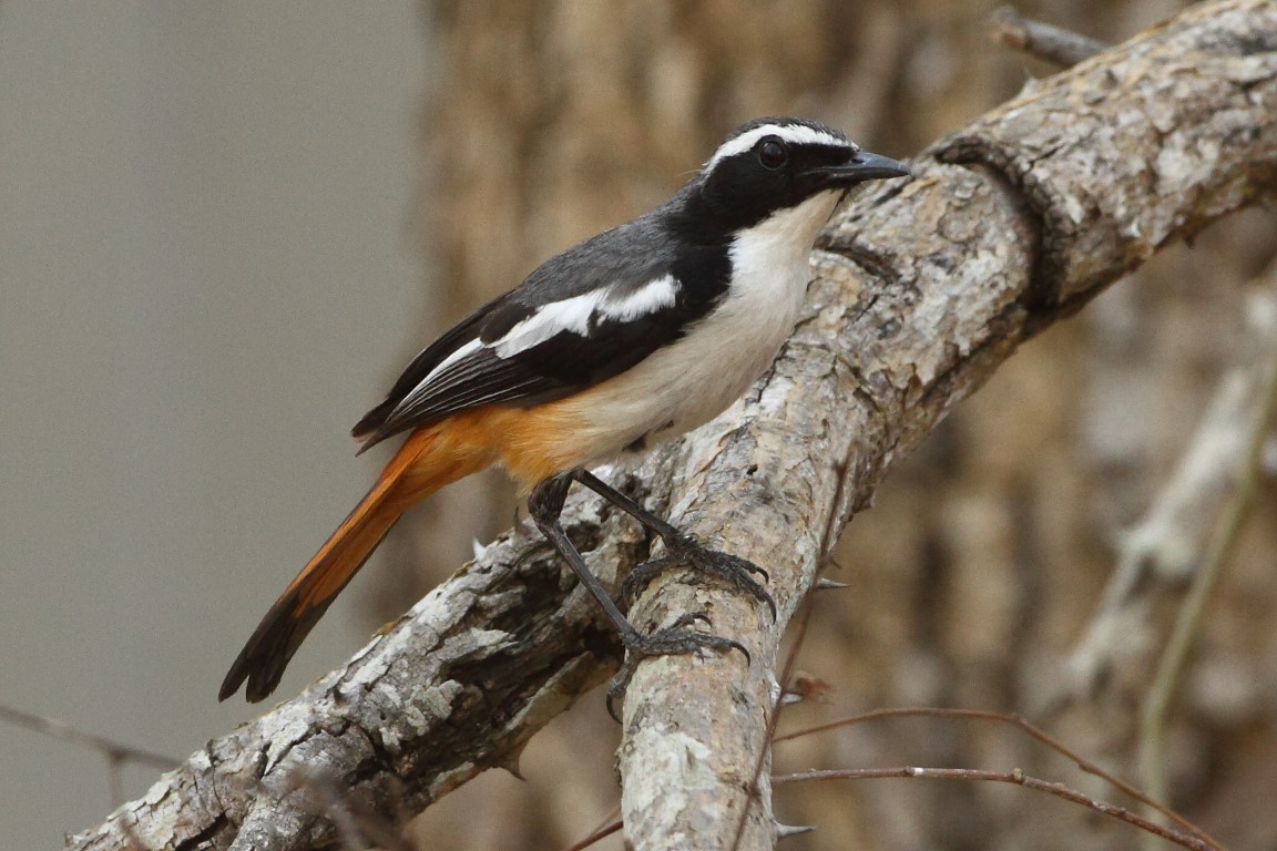 White-throated Robin-Chat - Markus Lilje