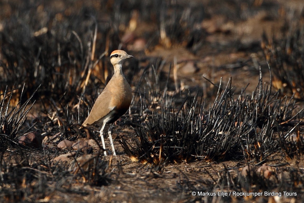 Temminck's Courser - ML206155021