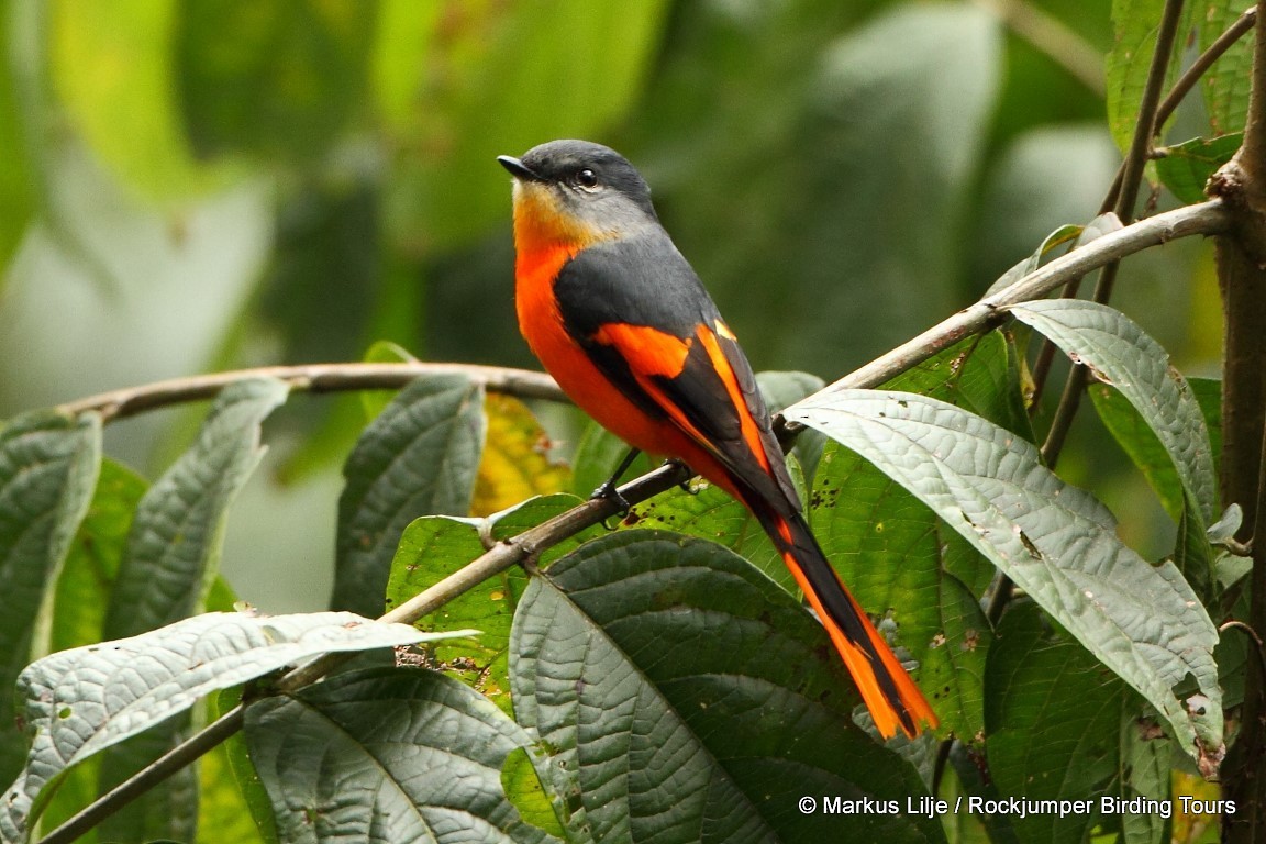 Gray-chinned Minivet (Gray-chinned) - ML206155221