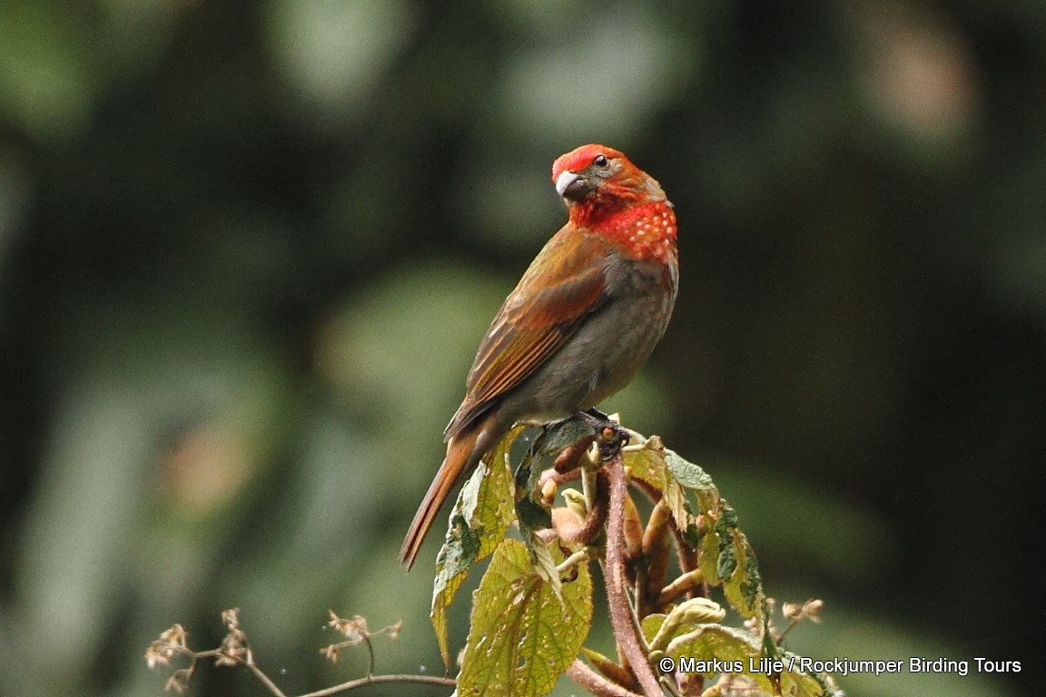 Crimson-browed Finch - Markus Lilje