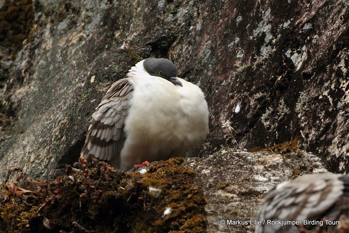 Snow Pigeon - ML206155271