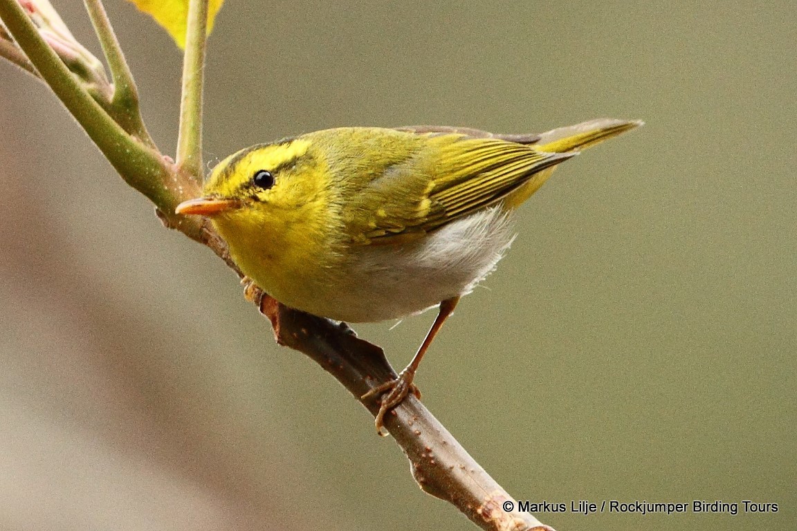 Yellow-vented Warbler - Markus Lilje