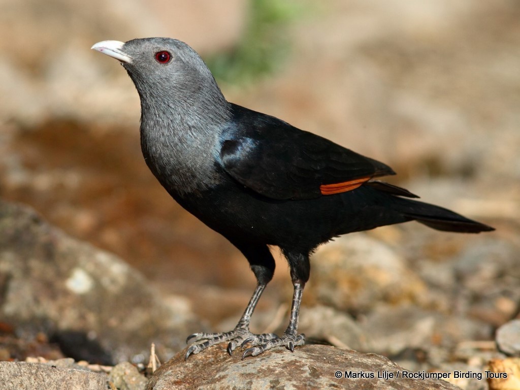 White-billed Starling - ML206155491