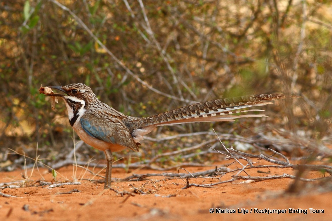 Long-tailed Ground-Roller - ML206155501