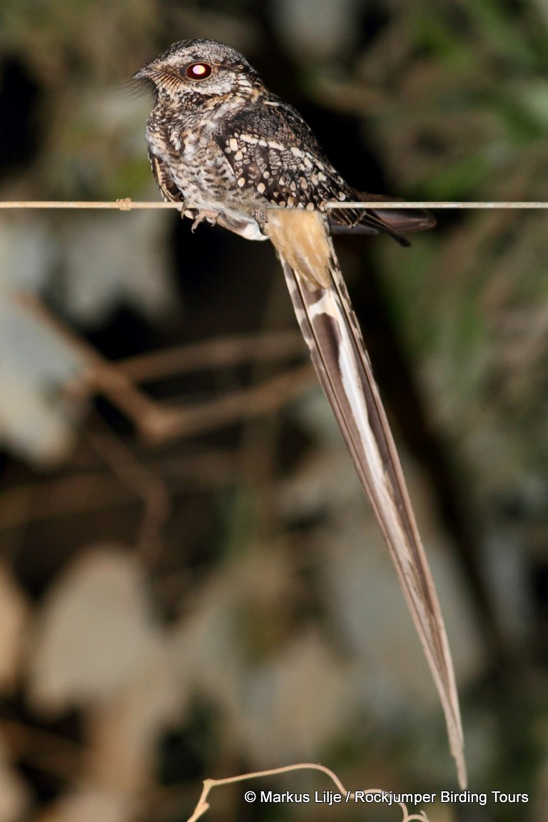 Scissor-tailed Nightjar - ML206155541