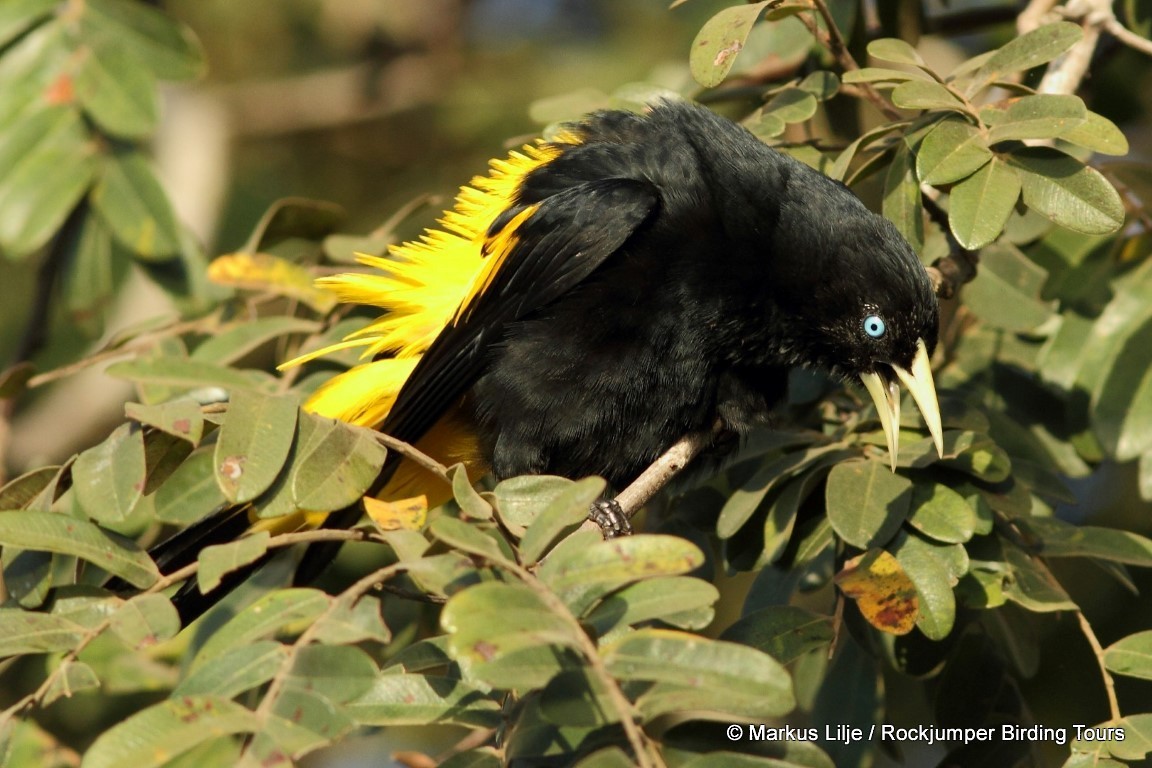 Yellow-rumped Cacique (Amazonian) - ML206155581