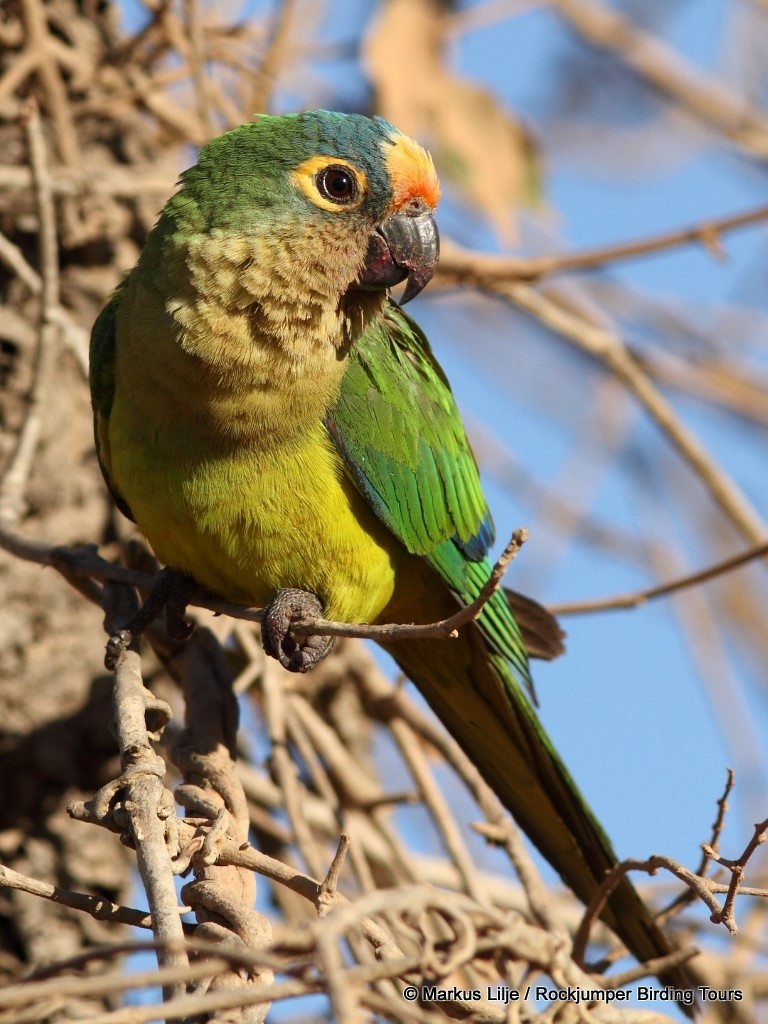 Peach-fronted Parakeet - ML206155621