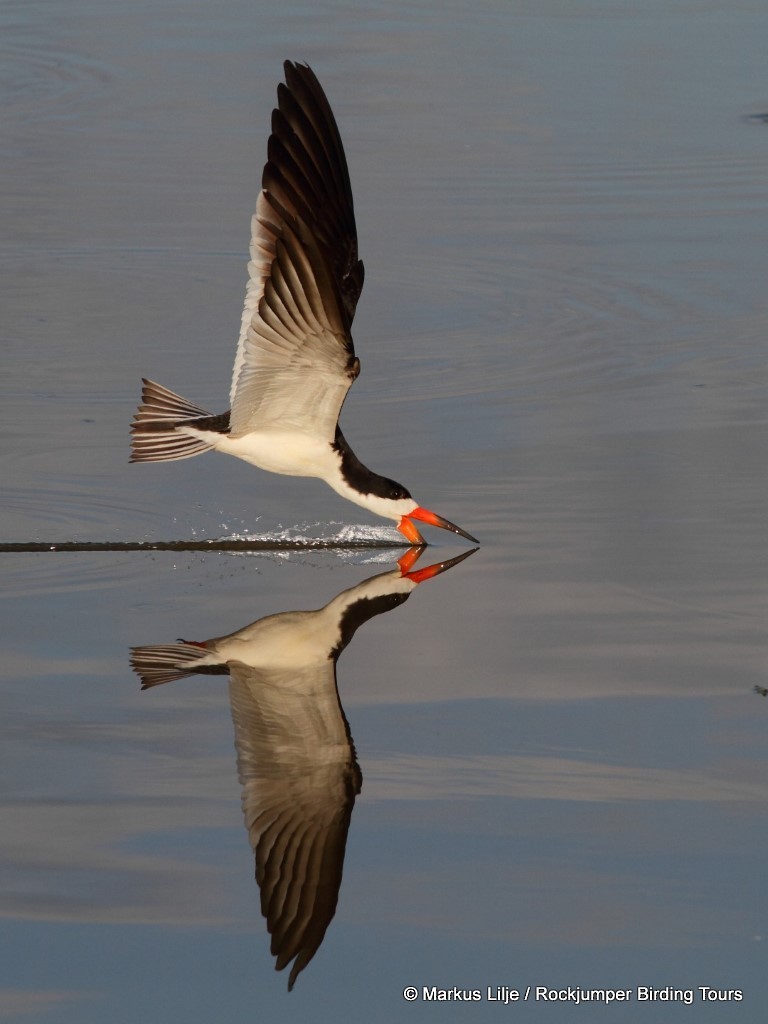 Black Skimmer - ML206155641