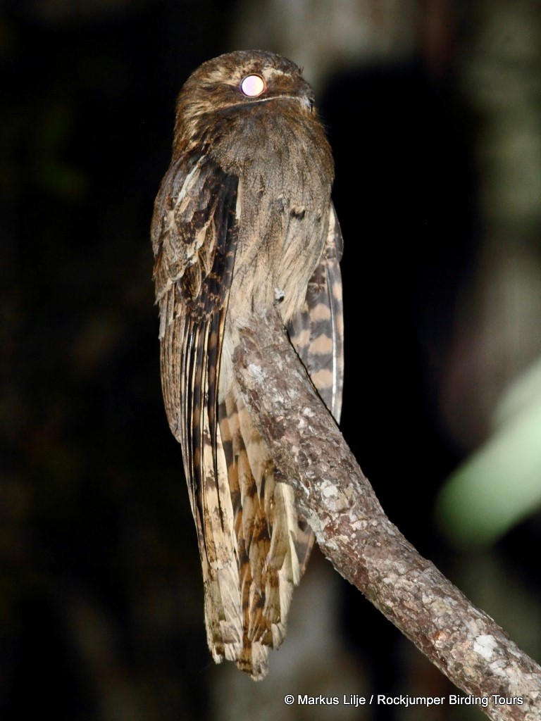 Long-tailed Potoo - ML206155731