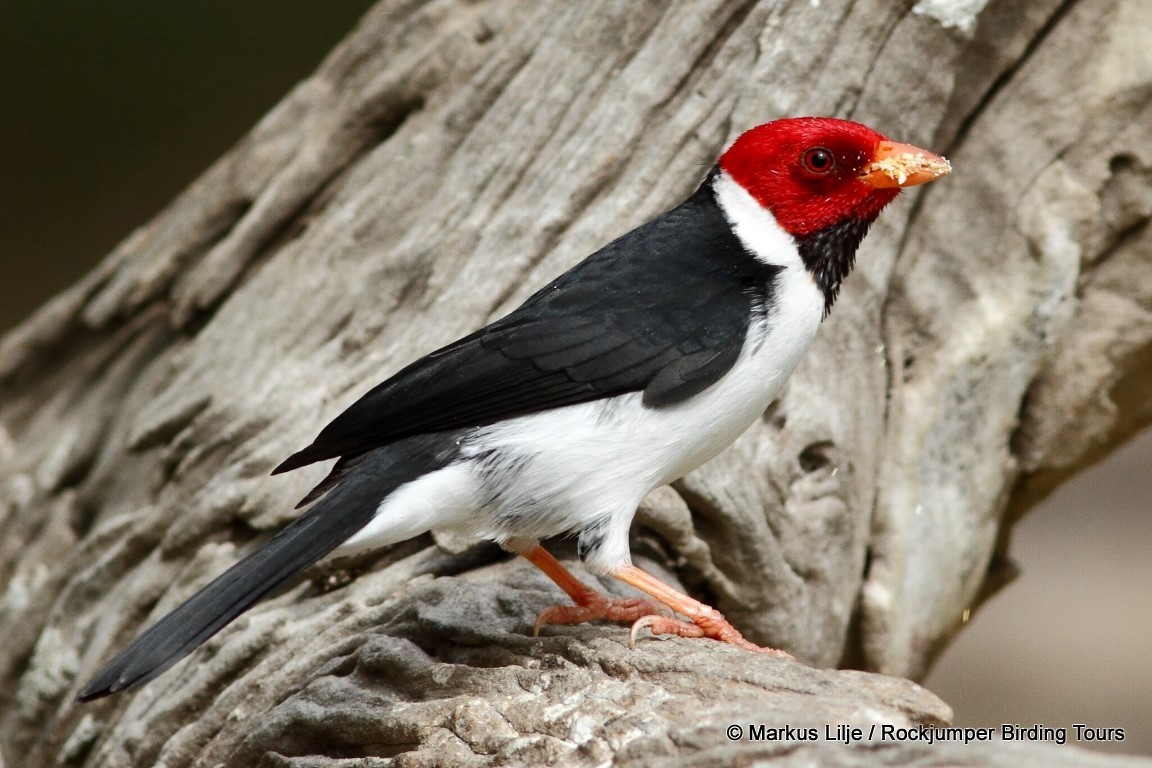 Yellow-billed Cardinal - ML206155851