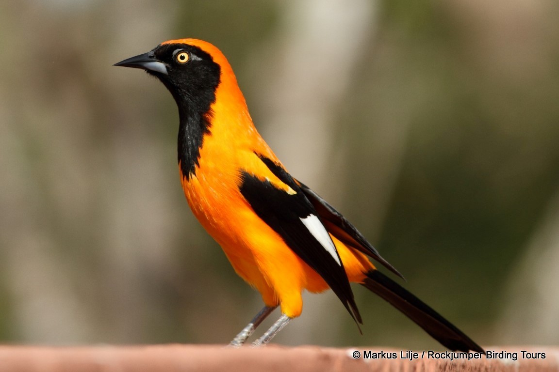 Orange-backed Troupial - ML206155951