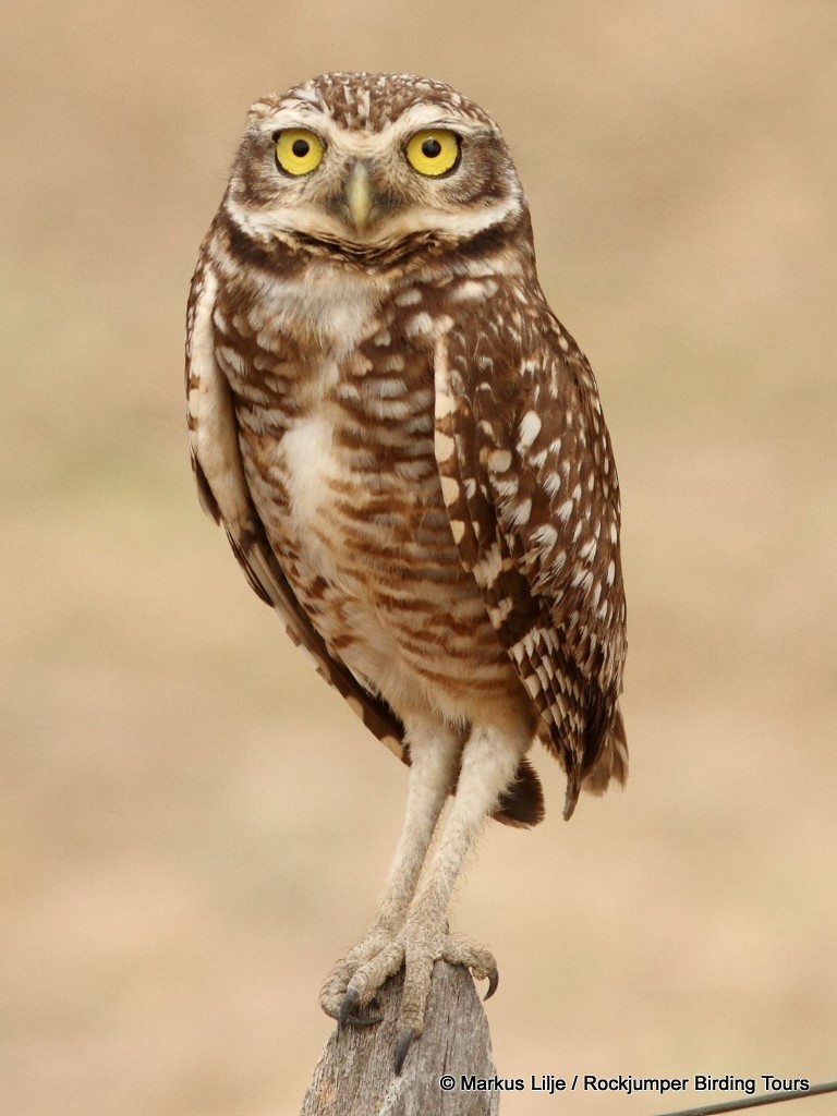 Burrowing Owl - Markus Lilje
