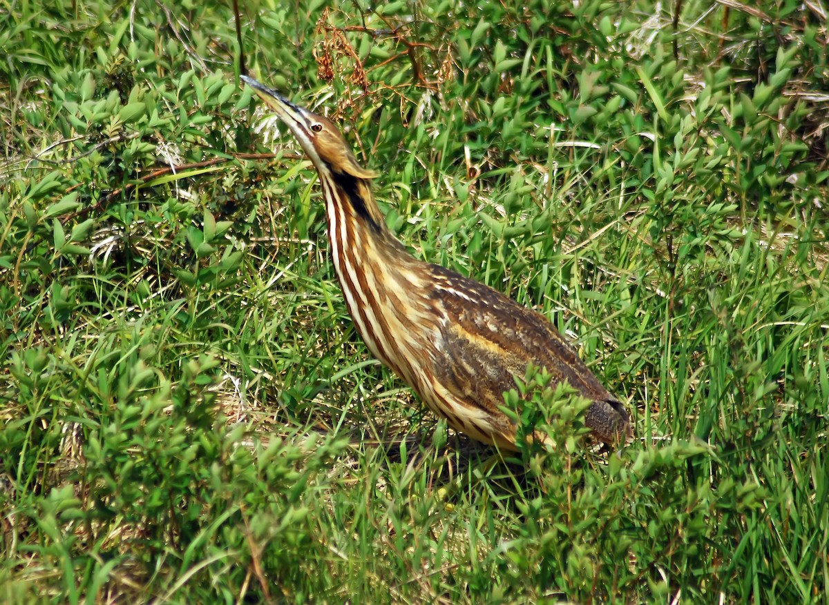 American Bittern - ML206156491