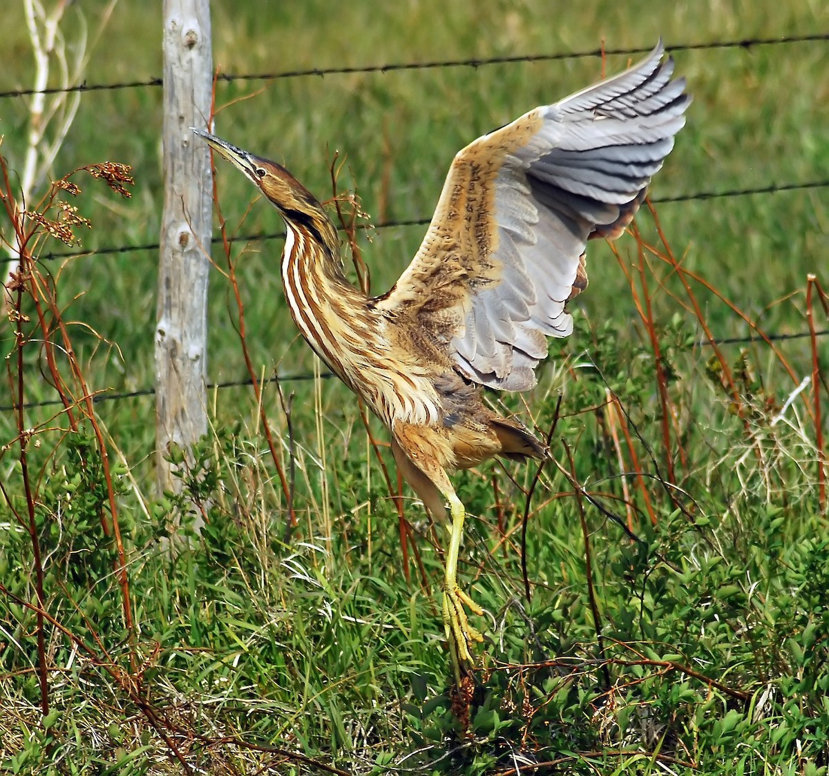 American Bittern - ML206156501