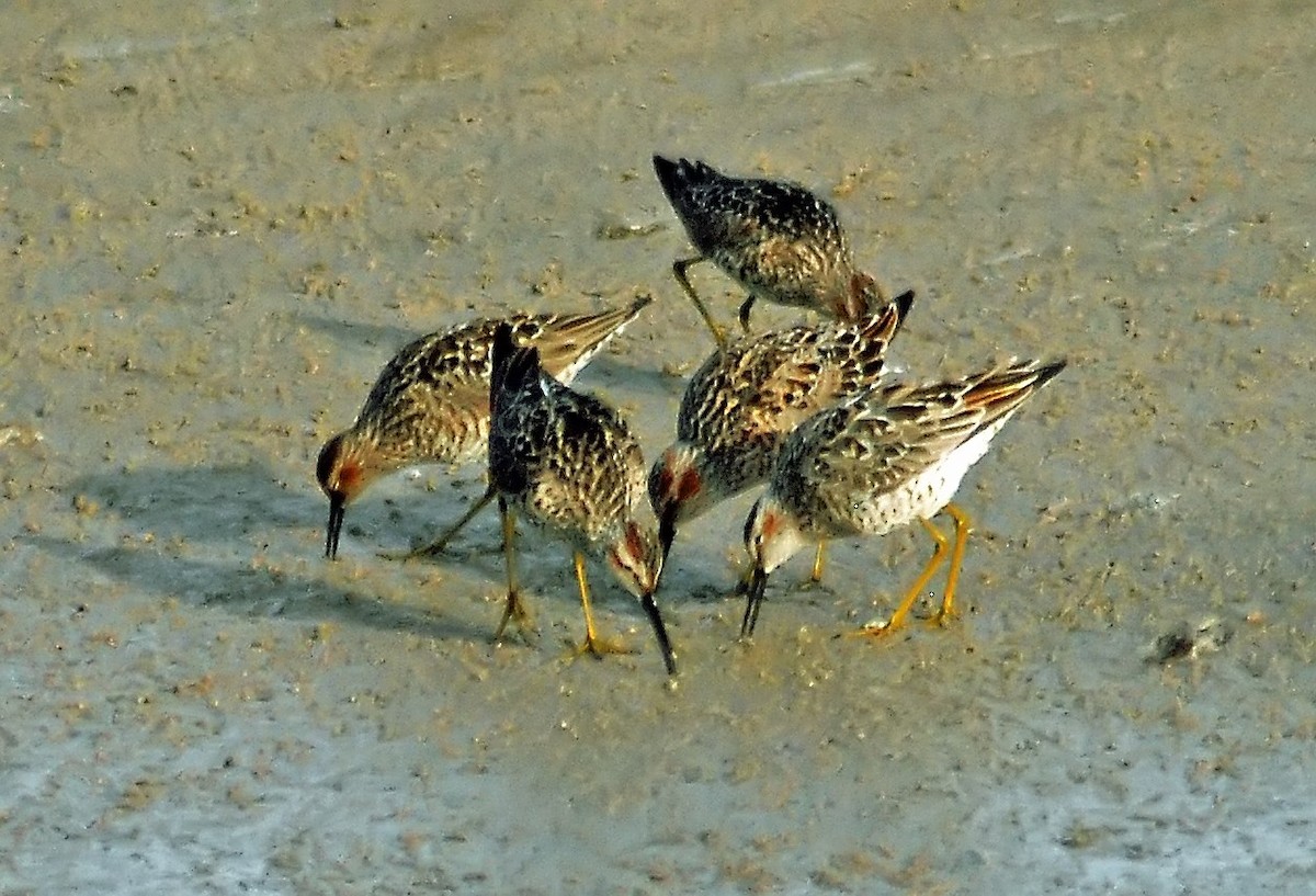 Stilt Sandpiper - ML206156511