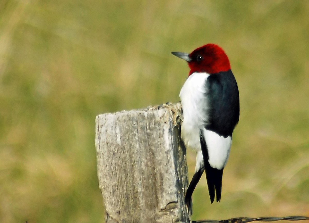 Red-headed Woodpecker - ML206156521