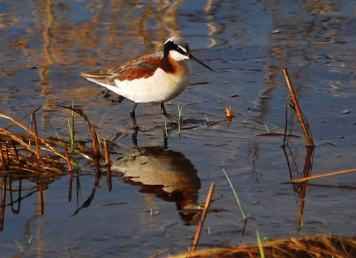 Wilson's Phalarope - ML206156541