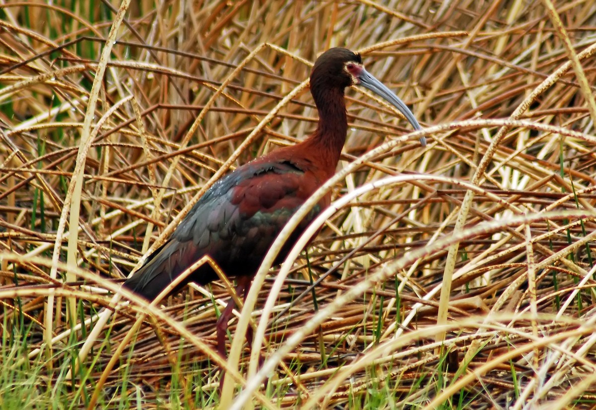 White-faced Ibis - ML206156551