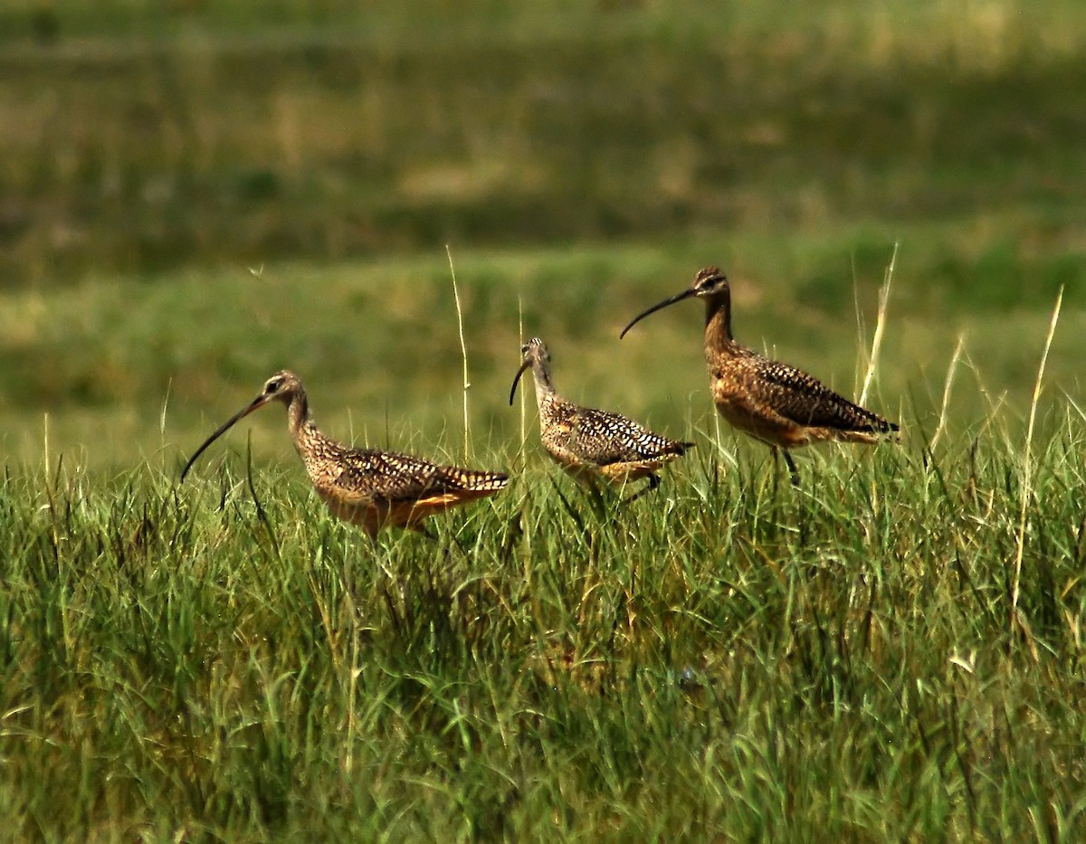 Long-billed Curlew - ML206156771