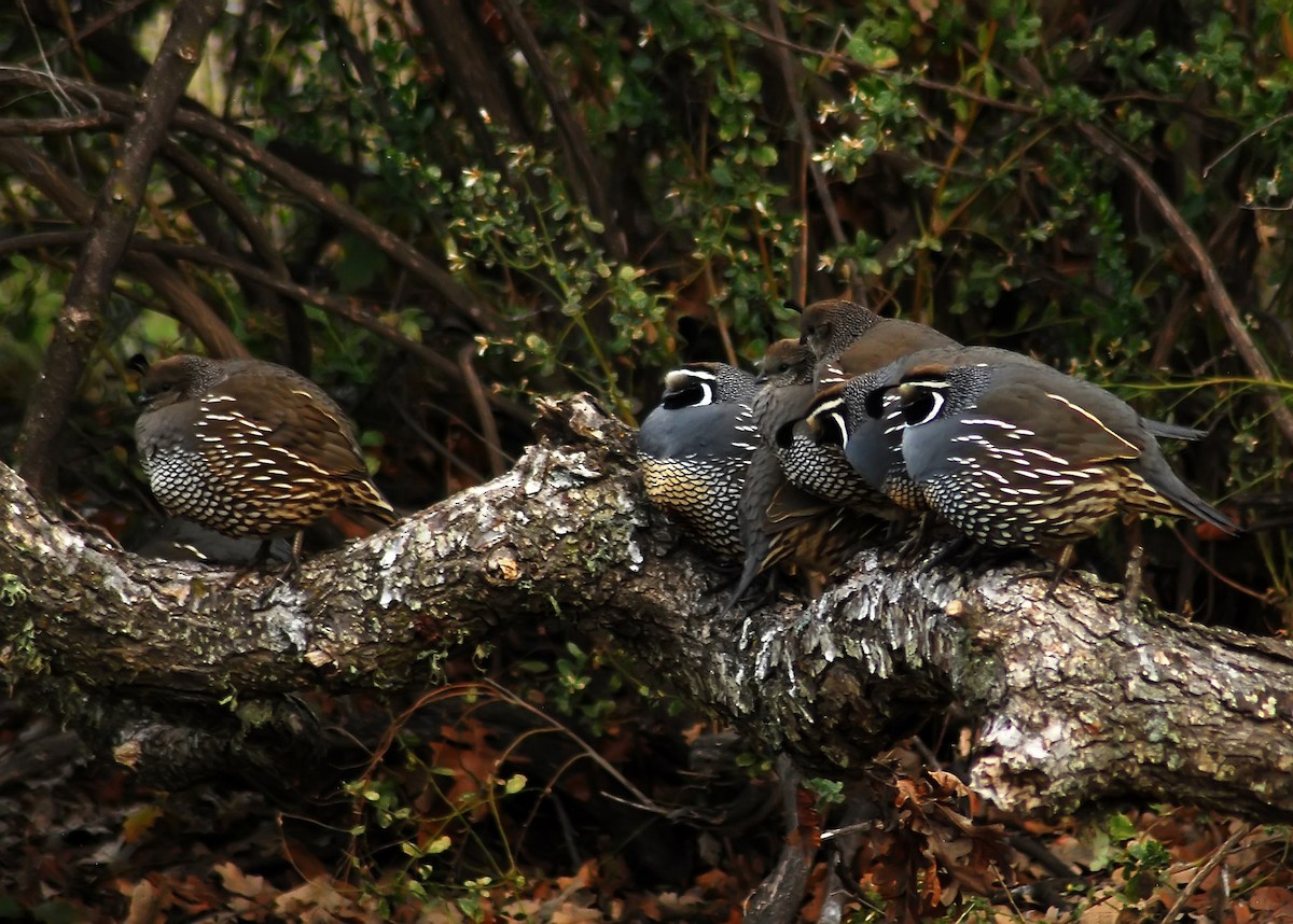 California Quail - Mike Ross